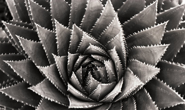 螺旋芦荟的螺旋图案的细节特写图片下载