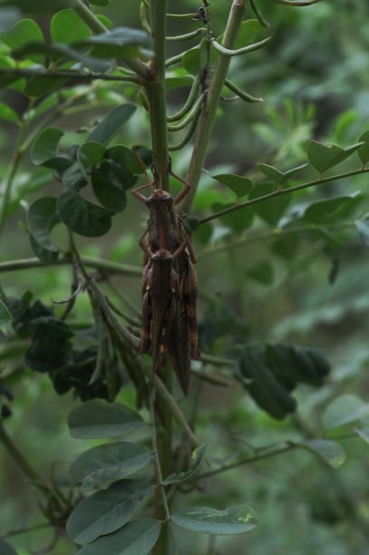 可爱的蚱蜢图片下载