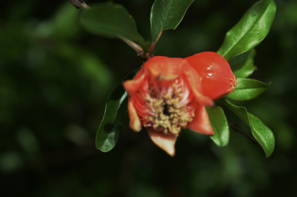 石榴花图片下载