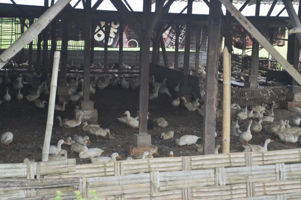 鹅的牛图片下载