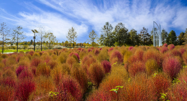 红夏柏花园图片下载