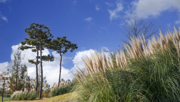 潘帕斯草和松树图片下载