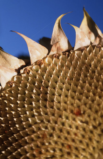 一个干燥的向日葵头的特写细节图片下载