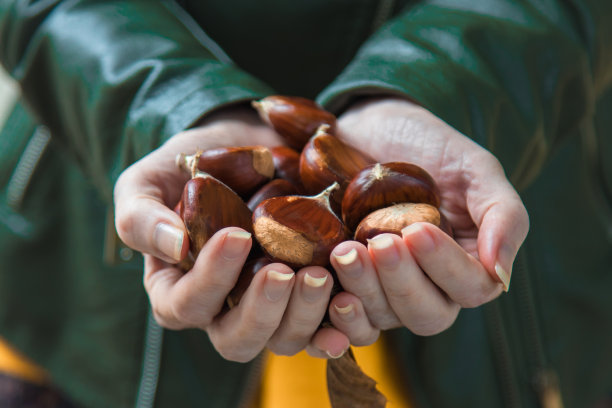 女人的手拿着天然的栗子图片下载