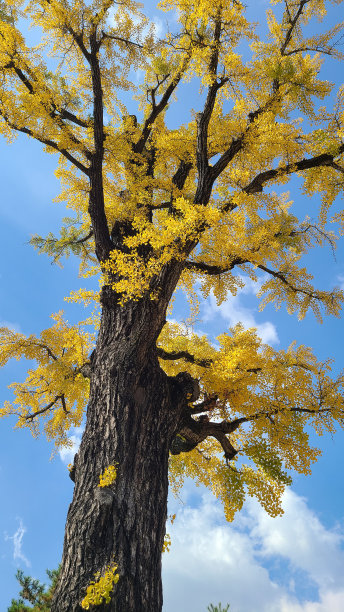 一棵巨大的黄色银杏树图片下载
