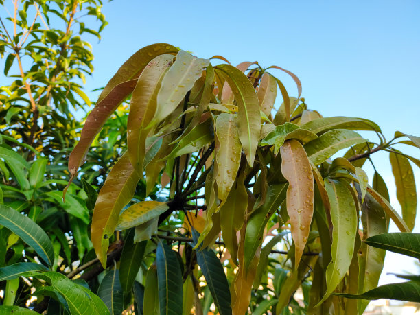 雨后，花园里的芒果树的嫩叶被淋湿。图片下载