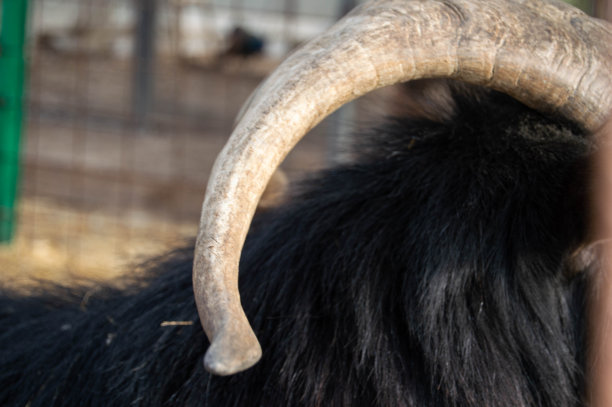 山羊的角图片下载