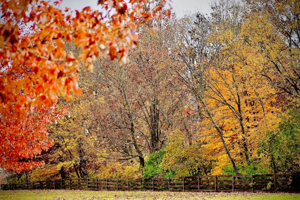 手牵着手在森林里散步图片下载