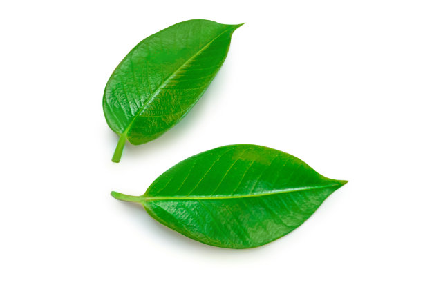 柑橘的绿色叶子孤立在白色背景上。新鲜树叶俯视图。平躺图片下载