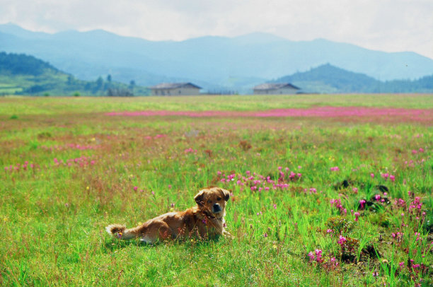 野花草地上的狗图片下载