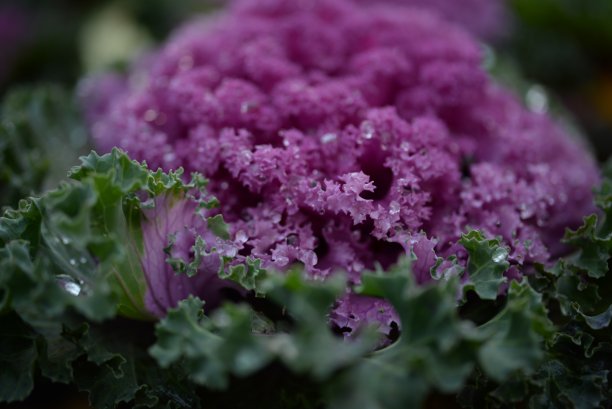 高质量照片微距摄影渐变白色绿色观赏甘蓝头紫十字花科装饰雕刻白菜叶，海报，横幅特写图片下载
