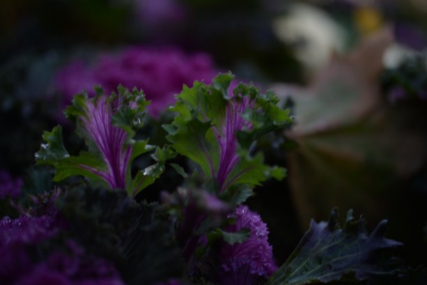 高质量照片微距摄影渐变白色绿色观赏甘蓝头紫十字花科装饰雕刻白菜叶，海报，横幅特写图片下载