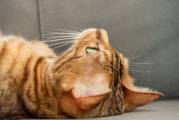 一只可爱的孟加拉猫的头部特写。图片下载