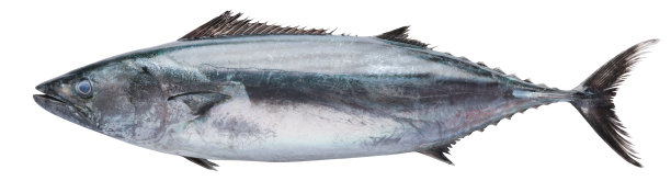 漂亮的鱼图片下载