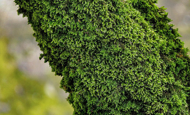 在模糊的背景下，一个被绿色苔藓覆盖的木制树干的特写镜头图片下载
