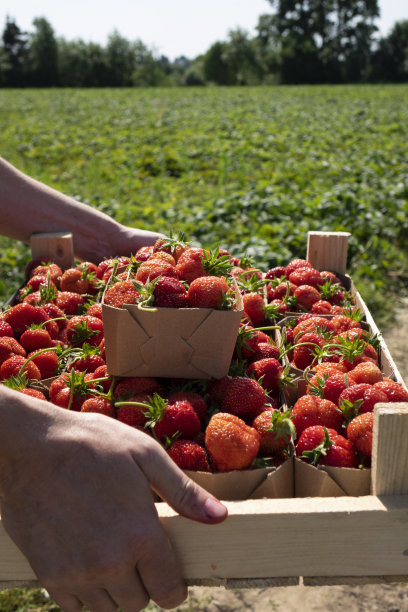 草莓采摘。照片上一个面目全非的农民提着一箱刚摘的草莓。图片下载
