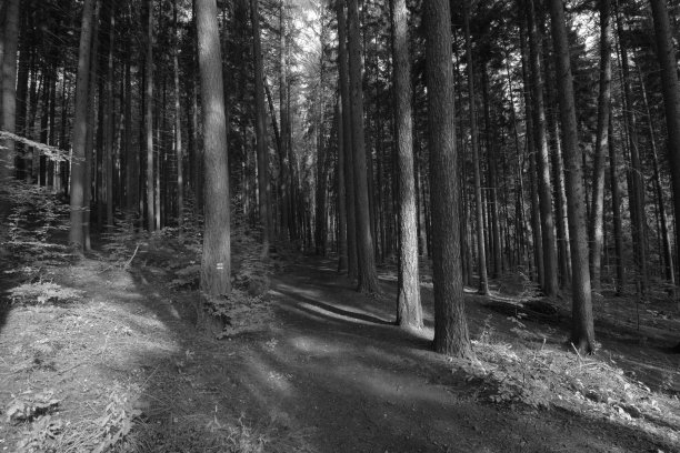 2022年10月2日，捷克贝勒科沃乌多利:秋天森林里的小巷图片下载