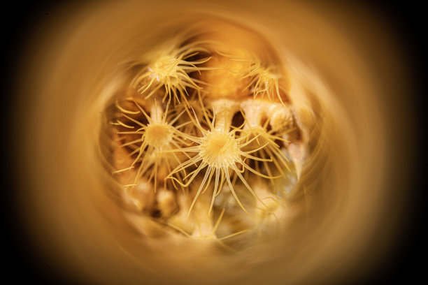 黄色的世界图片下载