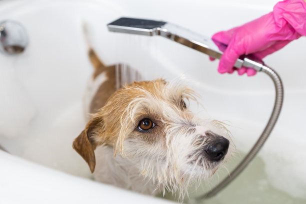 小狗铁丝毛杰克罗素梗正在洗澡。图片下载