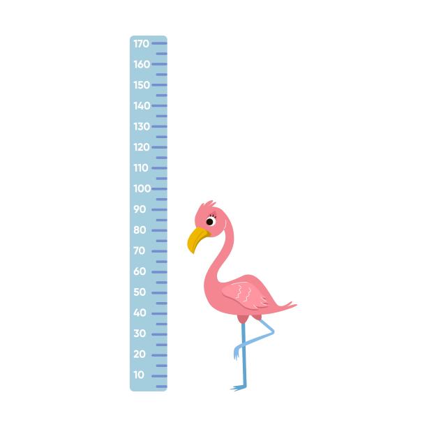 高度尺与漫画粗壮粉红色火烈鸟，矢量插图。用来测量儿童身高的墙贴，上面有白色的可爱卡通人物图片下载