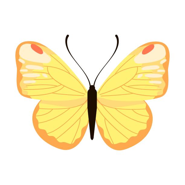 草甸黄色水彩蝴蝶。昆虫翅膀上的图案的矢量插图。卡通剪影与飞翔的蝴蝶孤立在白色图片下载