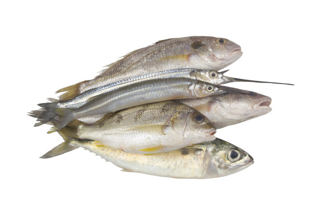 几条海鱼孤立地出现在白色的背景上图片下载