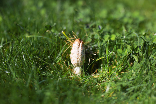 莫雷尔蘑菇图片下载