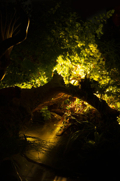 人工微模型，野生茂密的丛林，一束光穿过树叶进入森林迷雾图片下载