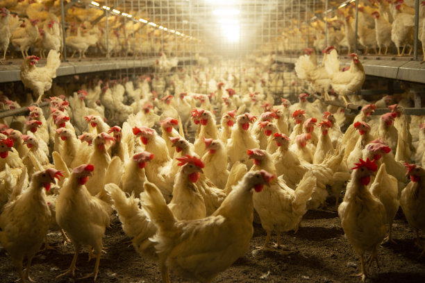 养鸡场。图片下载