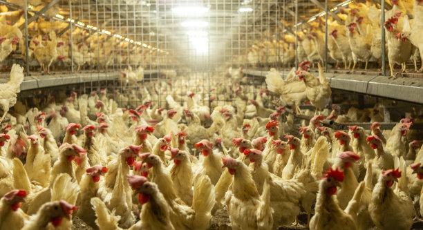 养鸡场。图片下载