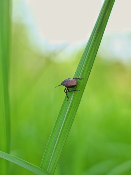 一只害虫栖息在杂草的叶子上素材图片
