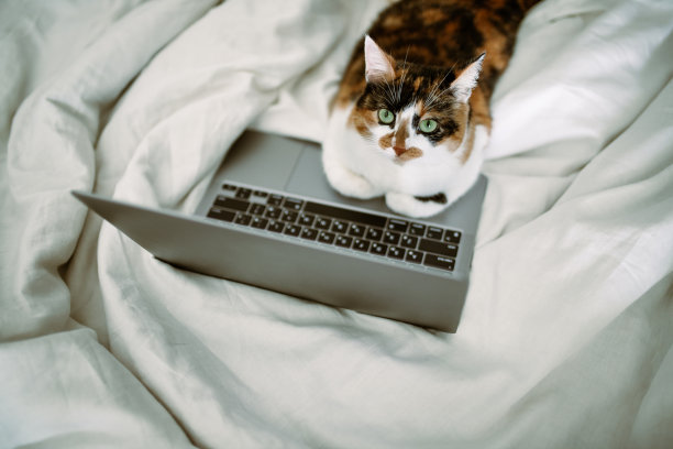 罐头在电脑上工作图片下载