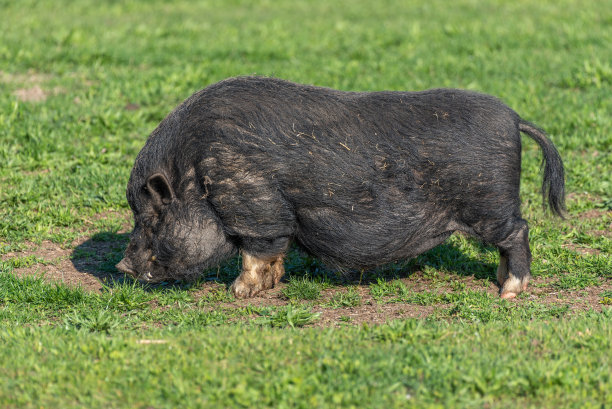 春天猪圈里的小矮猪。图片下载