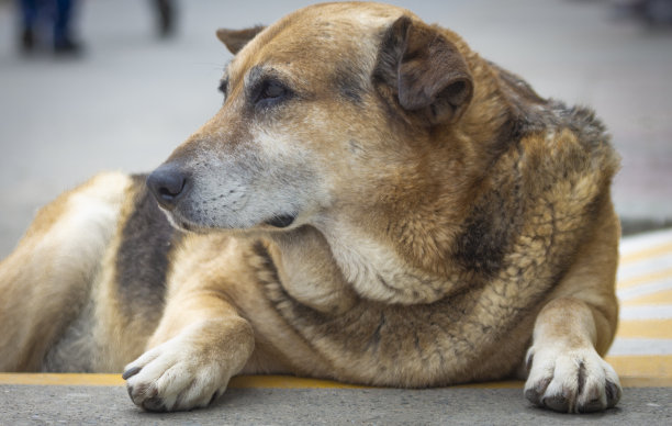 狗在街上打架图片下载