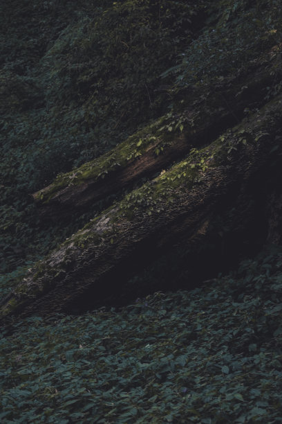 阳光落在森林里枯树上的青苔上——树干上的绿藻图片下载