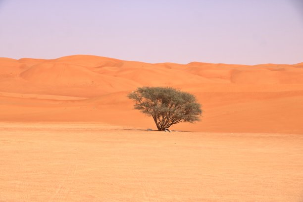 沙丘和沙漠植物瓦希巴沙漠，阿曼的一个美丽的沙漠图片下载
