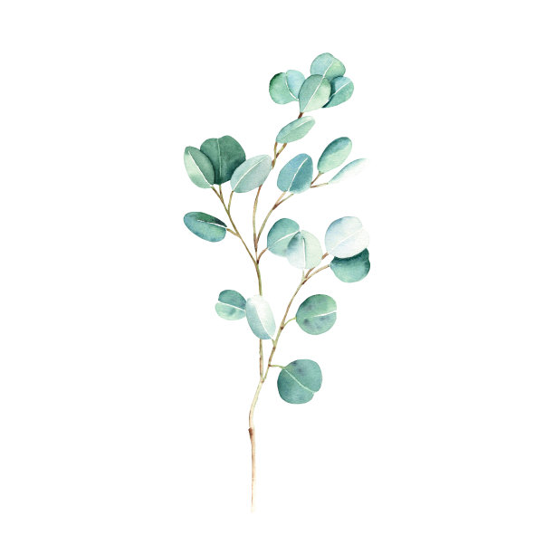 白色背景上孤立的绿色桉树树枝。水彩手绘植物插图。是否可用于贺卡，海报，婚礼和婴儿送礼会导航，标志和花卉设计图片下载