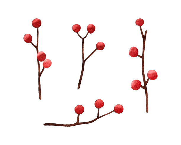 水彩手绘插图的红色圣诞浆果和树枝。孤立的白色背景。图片下载