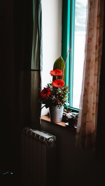 窗台上盆栽的红色非洲菊垂直照片图片下载