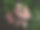 美丽的鸡蛋花特写镜头图片下载