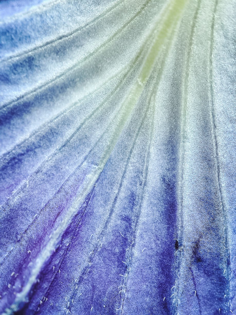 阴蒂，花紫蓝色，常用于医药和食品饮料着色图片下载