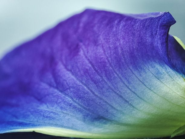 阴蒂，花紫蓝色，常用于医药和食品饮料着色图片下载