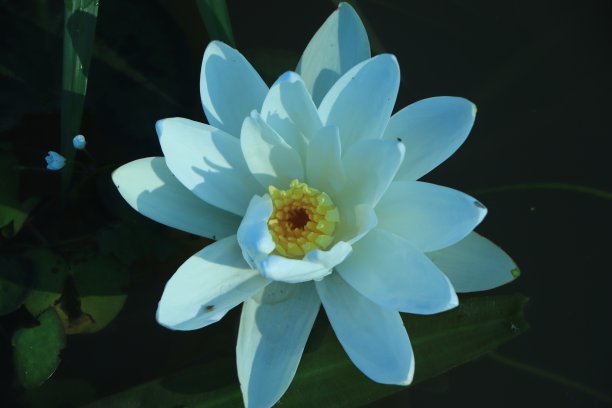 荷花白花，塘面花粉黄图片下载