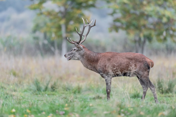 野生雄壮的马鹿(牡鹿)图片下载