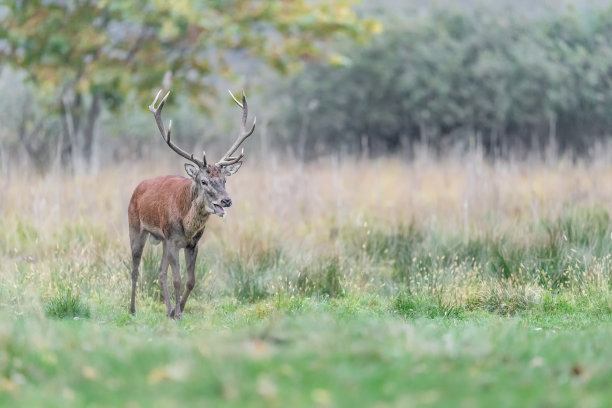 野生雄壮的马鹿(牡鹿)图片下载