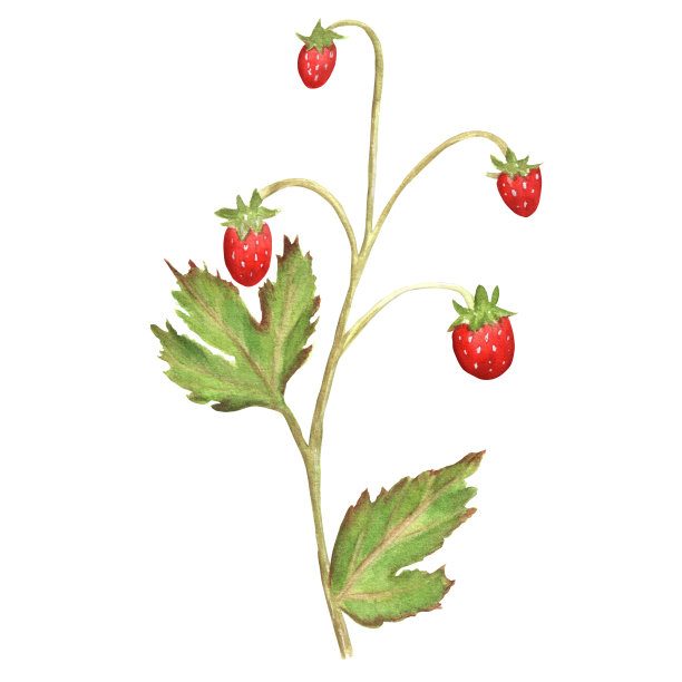 手绘野生草莓丛。用于包装设计、印刷产品的水彩插图图片下载