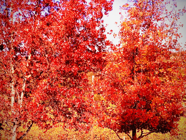 秋色缤纷图片下载