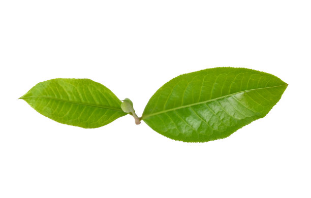 新鲜的绿茶叶子孤立在白色背景图片下载