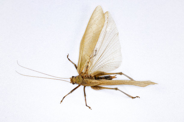 实验室昆虫(昆虫学)背景。图片下载