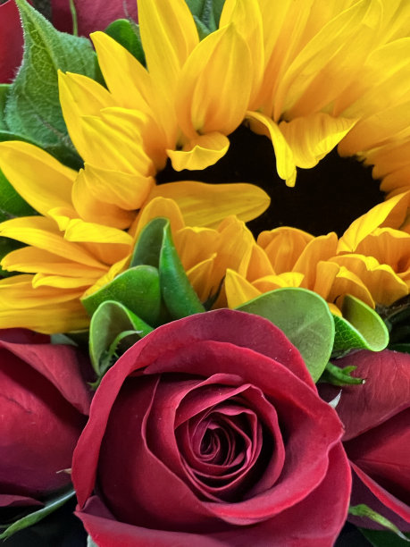 爱和阳光图片下载